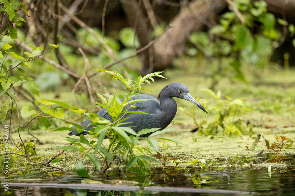Naklejka premium An adult little blue heron walking among vegetation along the Silver River in Florida,