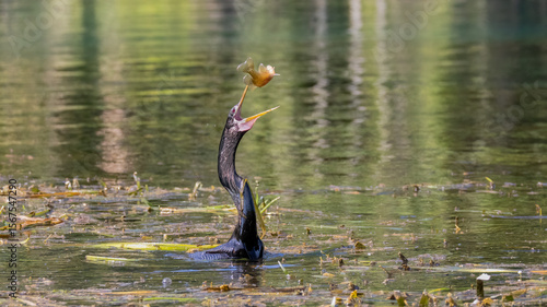 Bild auf Leinwand An anhinga swimming in the Silver River and tossing a fish in the air to positio