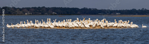 A group of American white pelicans gathered on a sand bar in the middle of the Matanzas River and one bird in the group has its beak open to the sky