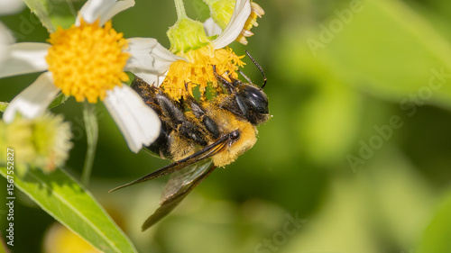 An eastern carpenter bee is covered in pollen as it visits a white beggartick flower in Florida