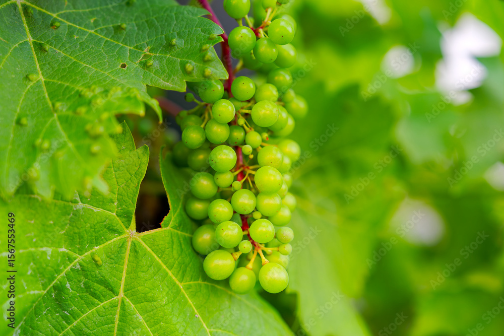 Close up of bunch of unripe grapes hanging at garden on a summer evening. Photo taken July 5th, 2025, Zurich, Switzerland. Close up of bunch of unripe grapes hanging at garden on a summer evening. Photo taken July 5th, 2025, Zurich, Switzerland.