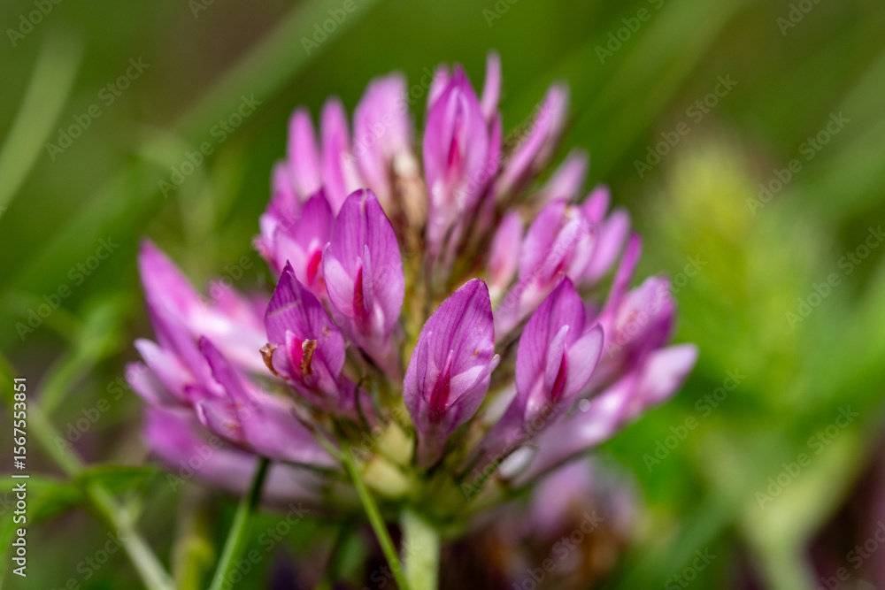 Macro Photo of Red Clover Blossom – Trifolium Pratense in Full Bloom with Vivid Pink Petals and Detailed Texture on Green Background Macro Photo of Red Clover Blossom – Trifolium Pratense in Full Bloom with Vivid Pink Petals and Detailed Texture on Green Background