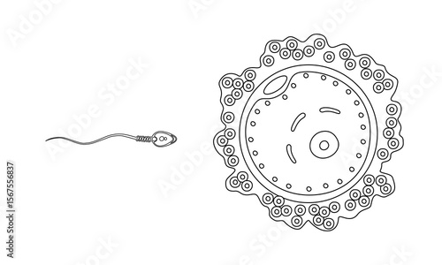 insemination and fertilization illustration line drawing. Vector drawing of human sexual reproduction, fertilization proces. Design for clinic poster, laboratory, and education