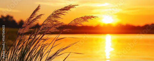 Wallpaper Mural Summer vibes concept Golden sunset reflecting on water with tall grasses in the foreground. Torontodigital.ca