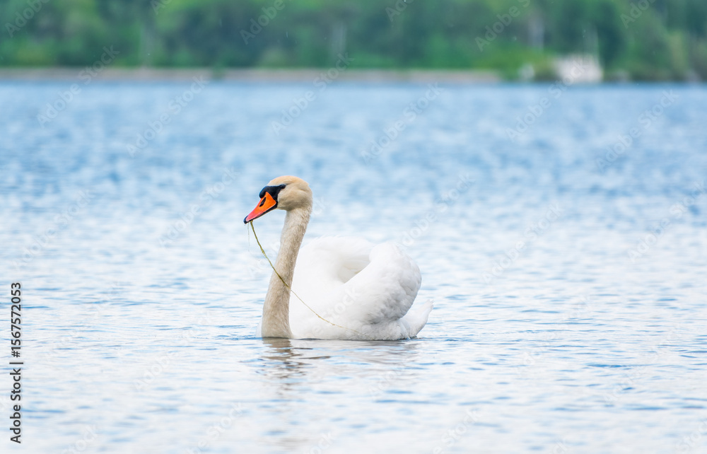 Fototapeta premium Graceful white Swan swimming in the lake, swans in the wild. Portrait of a white swan swimming on a lake.