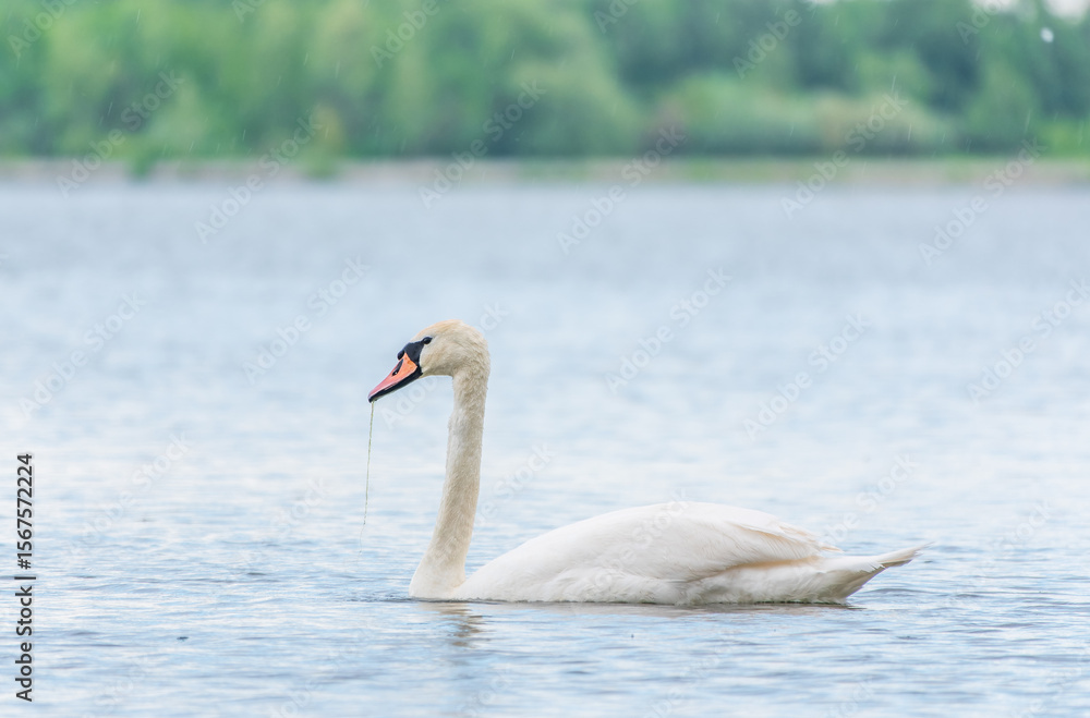 Obraz premium Graceful white Swan swimming in the lake, swans in the wild. Portrait of a white swan swimming on a lake.