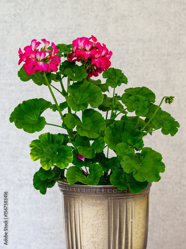 A beautiful geranium in a flower pot.