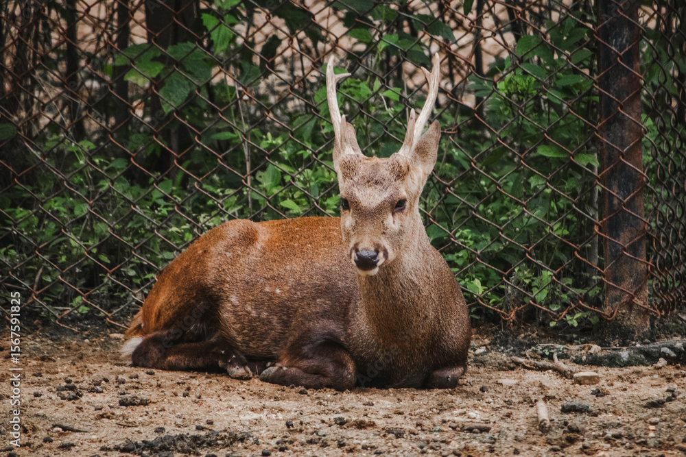 Resting sambar deer ( _Rusa unicolor_) in an Indian enclosure, viewed from a slightly low angle. Resting sambar deer ( _Rusa unicolor_) in an Indian enclosure, viewed from a slightly low angle.