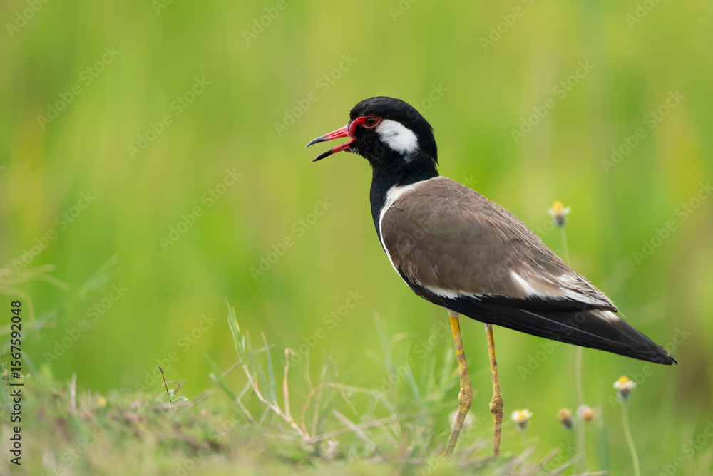 Naklejka premium bird