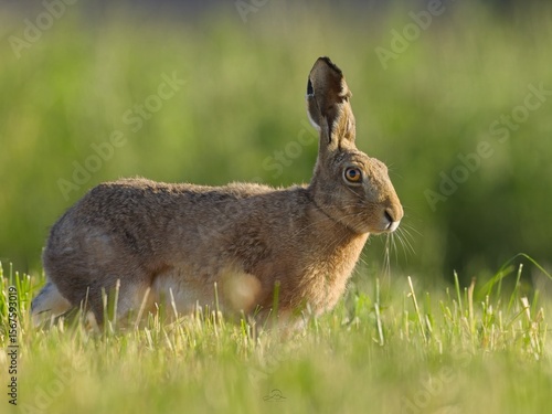 Wild rabbit jumping across a green field with flowers in early summer