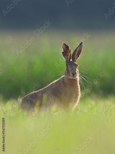 Natural wildlife behavior captured in evening light