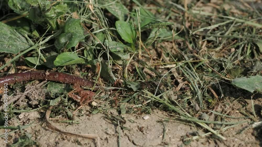 地面を這うミミズ 地面を這うミミズ