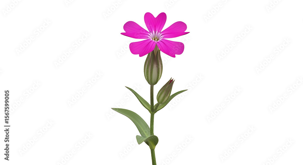 Charming Silene Dioica Blossom: A Vibrant Pink Flower on a Clean White Backdrop Charming Silene Dioica Blossom: A Vibrant Pink Flower on a Clean White Backdrop