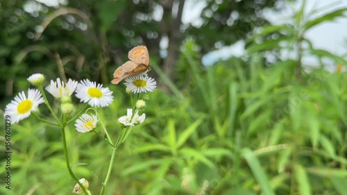  butterfly rests on a daisy as the flower gently sways in the breeze. Captured in a peaceful Japanese field with lush green surroundings and soft natural motion.