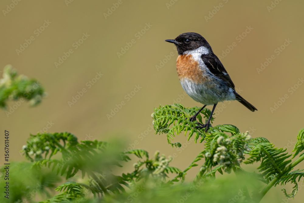 Fototapeta premium Schwarzkehlchen thront ganz oben auf einem Farn