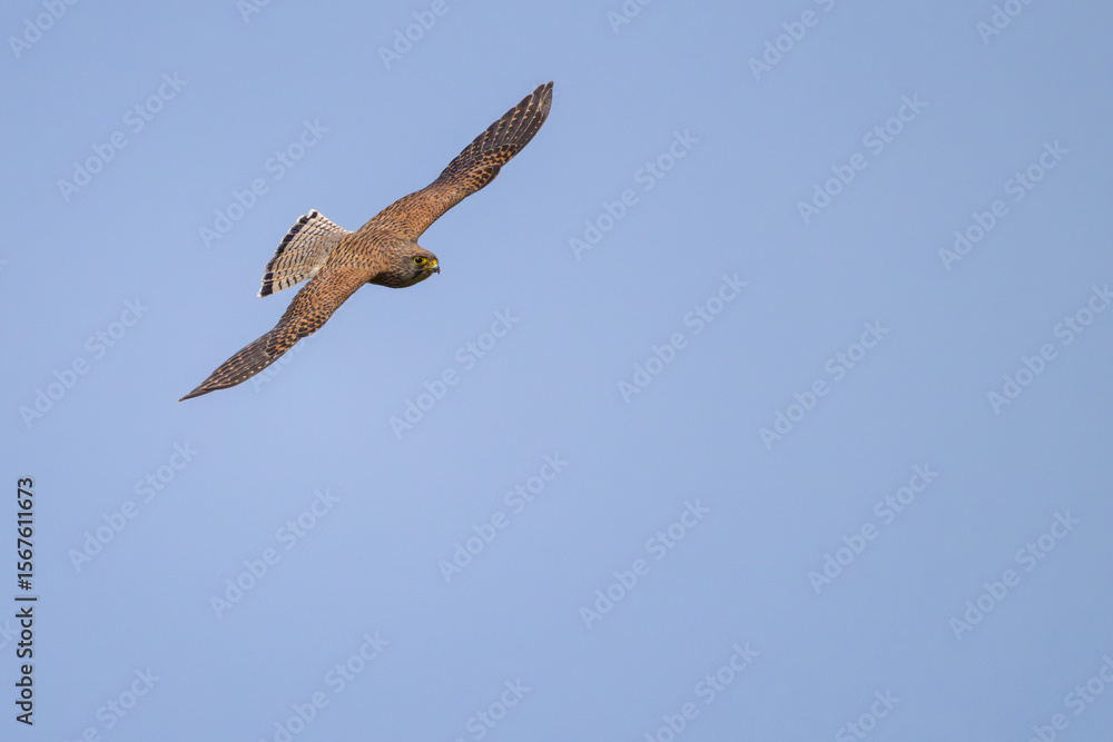 Ein Turmfalke gleitet mit voller Spannweite durch die Lüfte Ein Turmfalke gleitet mit voller Spannweite durch die Lüfte