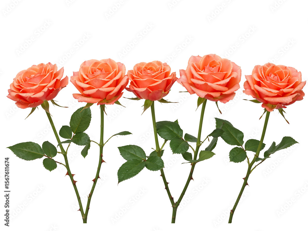 Fototapeta premium Five delicate coral roses with green leaves and thorny stems isolated on transparent background