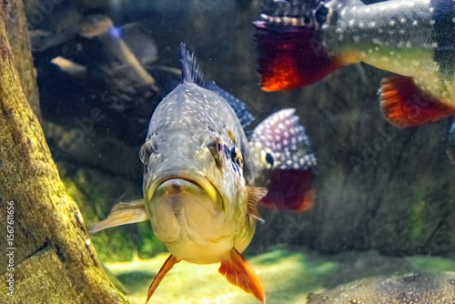 Fotografija Speckled Pavon, cichla temensis