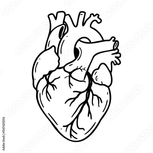 Anatomical heart drawing with detailed arteries and veins in black outline. Vector hand-drawn doodle illustration