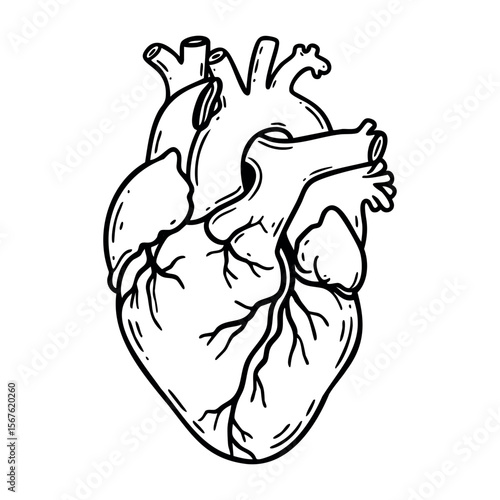 Detailed anatomical heart drawing illustration with arteries and veins. Vector hand-drawn doodle illustration