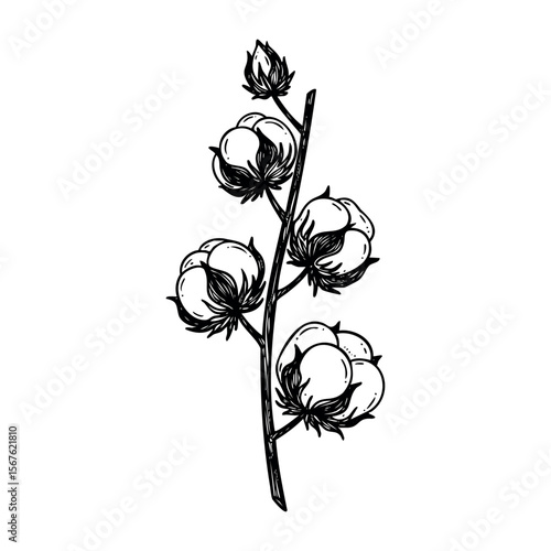 Detailed line art of cotton plant with bolls and stem. Vector hand-drawn doodle illustration