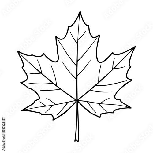 Detailed line art of a maple leaf. Vector hand-drawn doodle illustration