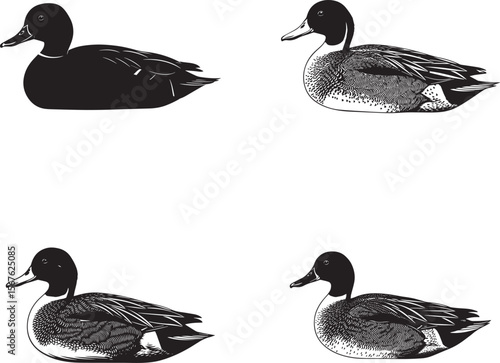 Gadwall Silhouettes