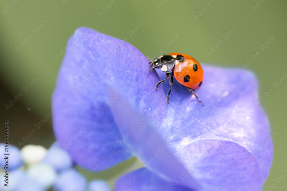 Fototapeta premium Red ladybug on purple flower, macro close-up, nature photography