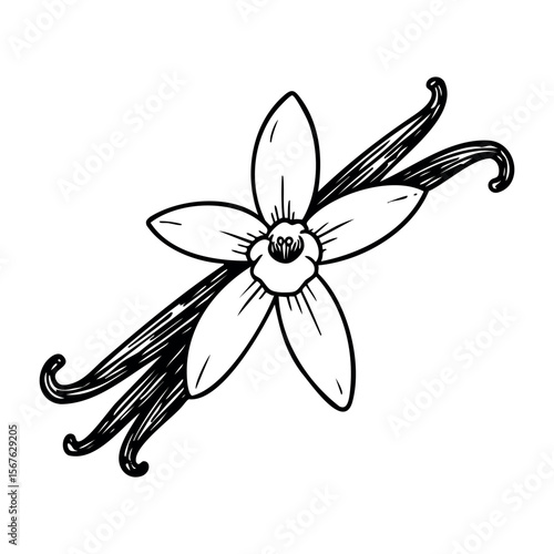 Black and white vanilla flower with pods in detailed line art. Vector hand-drawn doodle illustration