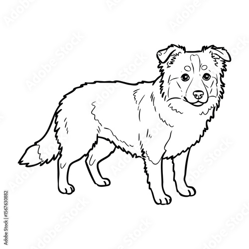 Detailed line art of a fluffy border collie dog in profile view. Vector hand-drawn doodle illustration