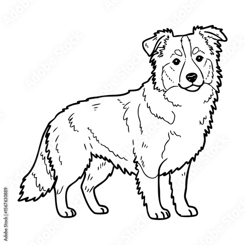 Border collie line art illustration of a standing dog facing forward. Vector hand-drawn doodle illustration