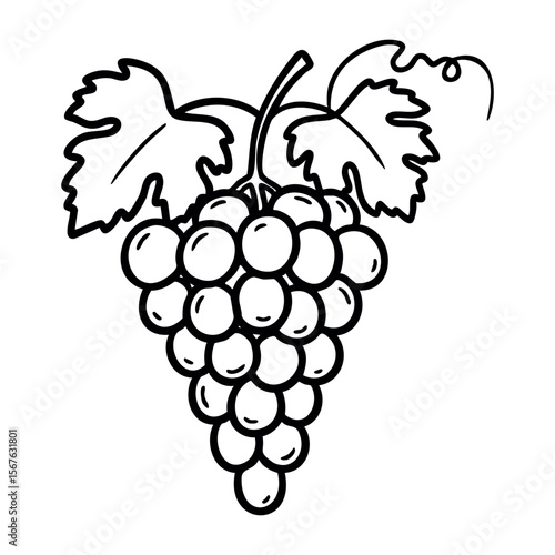 Line art of a grapevine with bunch of grapes and leaves. Vector hand-drawn doodle illustration