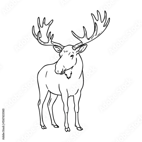 Standing moose illustration with large antlers in profile view. Vector hand-drawn doodle illustration