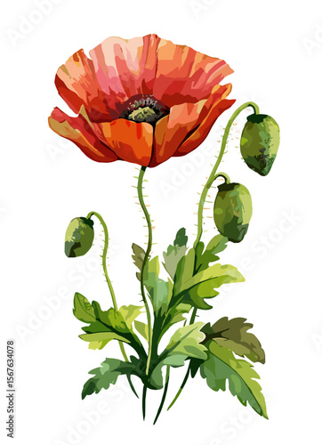Watercolor poppy flowers vector illustration. August birth month floral art in delicate hand-painted style, isolated on white. Perfect for greeting cards, posters, and botanical prints