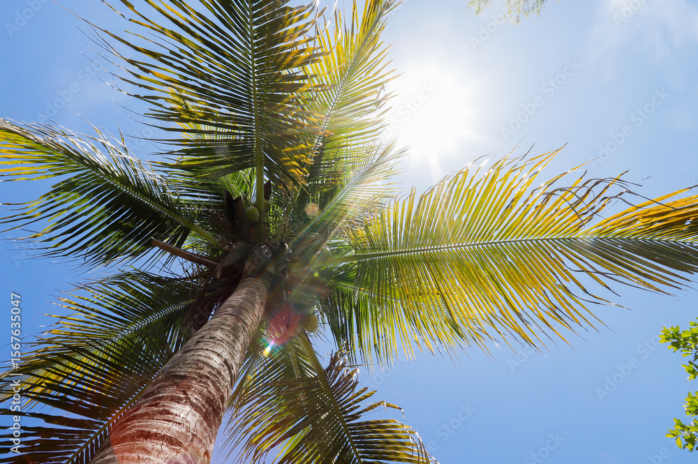 Fototapeta premium A low-angle shot of a tall coconut palm tree with green fronds spread out against a bright blue sky. Sunlight filters through the leaves, creating a tropical and sunny atmosphere