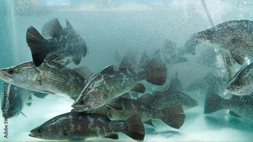 A group of live barramundi (Lates calcarifer) swimming actively inside a clean, clear aquarium tank