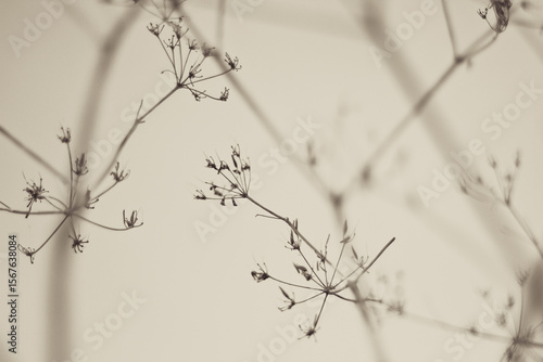 Abstract images of grass