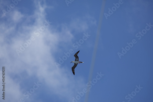Möge am Himmel Transatlantik Kreuzfahrt Rio de Janeiro Salvador Maceio Recife Praia Santa Cruz de Tenerife Lissabon Alicante Barcelona Marseille Brasilien Süd Amerika Europa Frühling