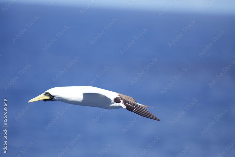 Obraz premium Möve im Flug bei Transatlantik Kreuzfahrt Rio de Janeiro Salvador Maceio Recife Praia Santa Cruz de Tenerife Lissabon Alicante Barcelona Marseille Brasilien Süd Amerika Europa Frühling