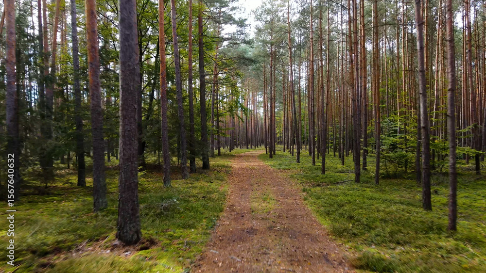 Fototapeta premium coniferous forest fir trees pine view landscape