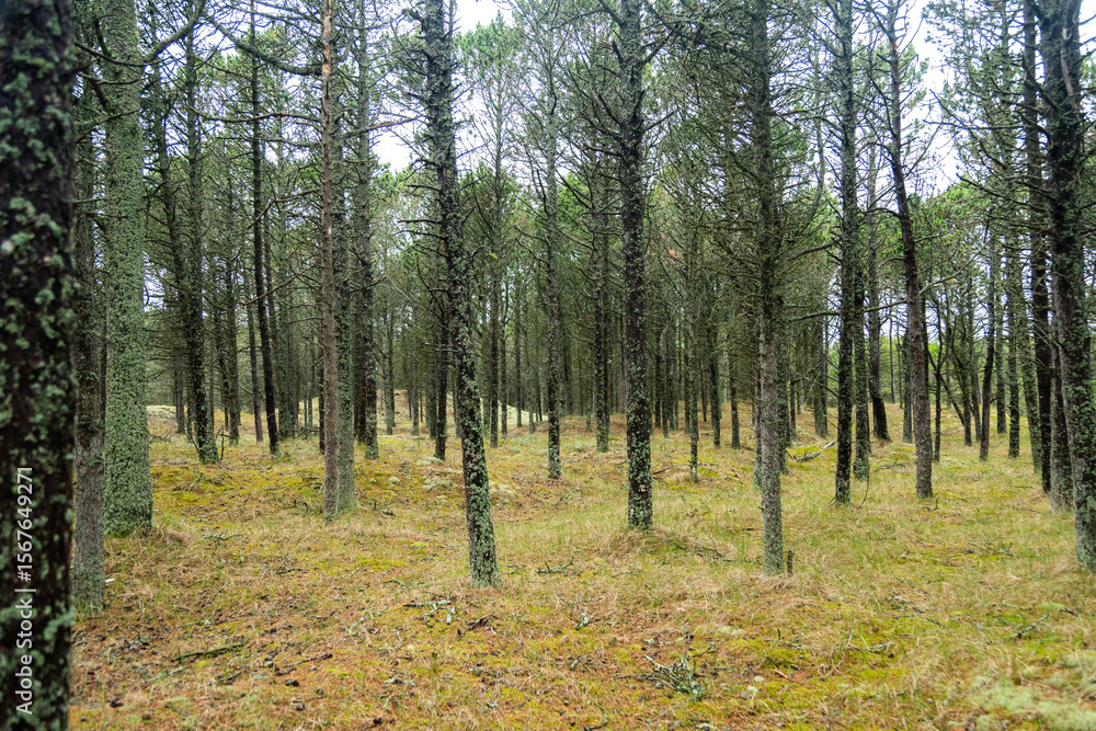 Fototapeta premium Deep Pine Forest – Serene Woodland Scene