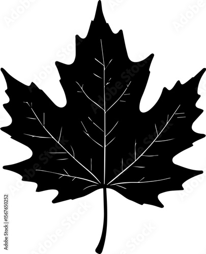 Elm Leaf Silhouette with Veins Sharp Botanical Vector