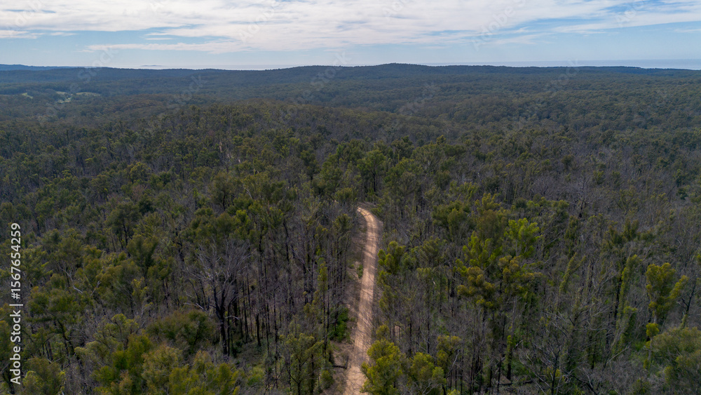 Fototapeta premium forest