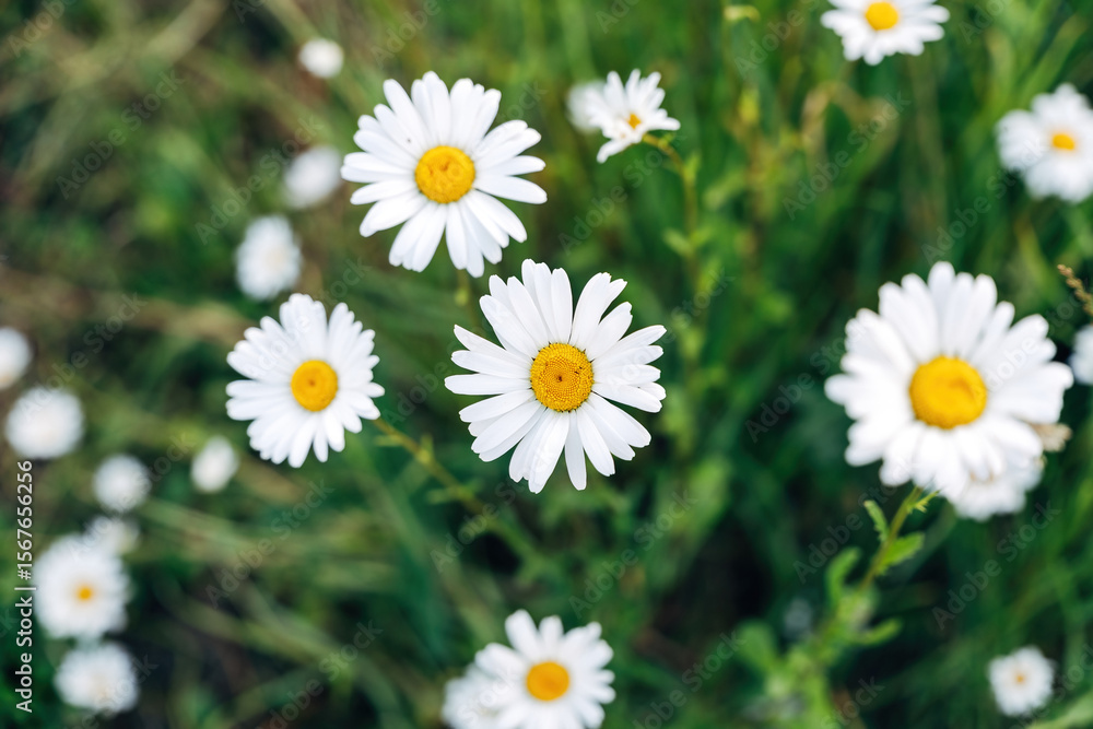 Fototapeta premium Daisies in a meadow
