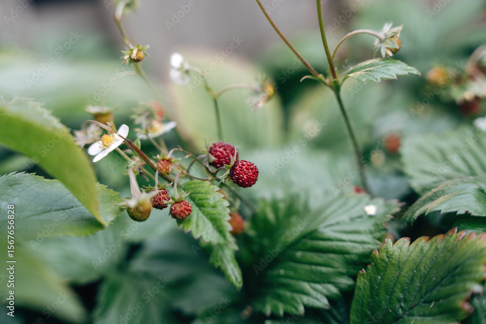 red wild strawberries red wild strawberries
