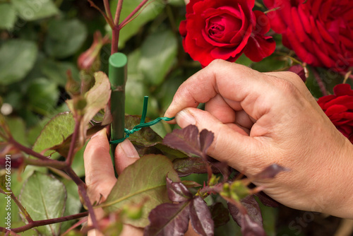 Foto The hands of a person tying a red rose branch to a stake using green wire or twine