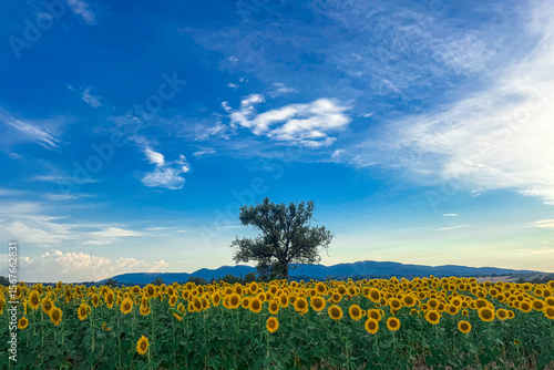 A vast field of bright yellow sunflowers stretches under a dynamic blue sky with scattered clouds, centered by a lone tree and framed by distant Italian hills.