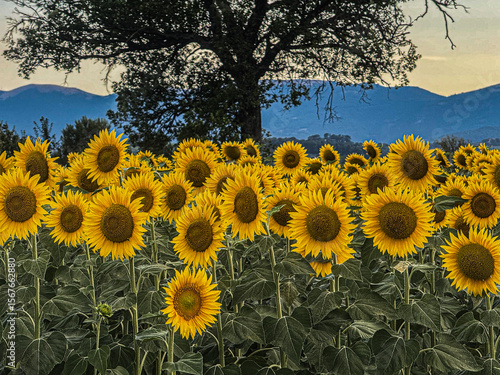A vibrant field of bright yellow sunflowers stretches towards the horizon under a soft evening sky, with a silhouetted tree and distant mountains completing the picturesque Italian landscape.