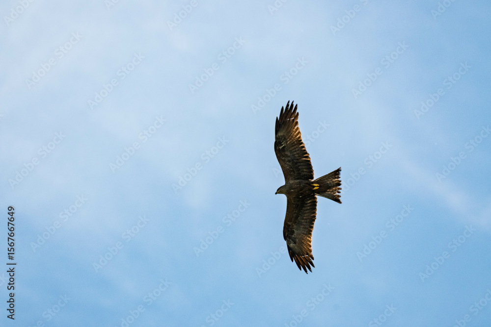 Obraz premium Milan noir en vol – maître des airs