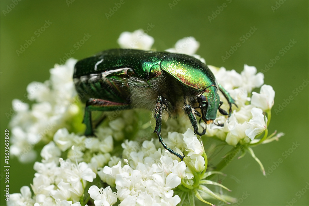 Fototapeta premium Closeup on a metallic green colored rose chafer, Cetonia aurata on a white flower